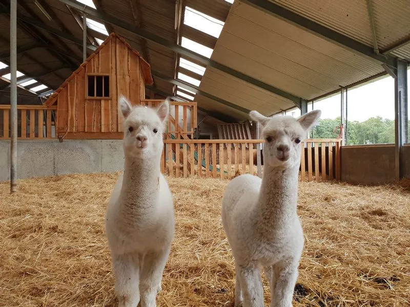 Twee witte alpaca's in de winterboerderij